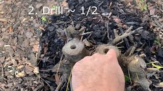 How to remove holly bush and roots