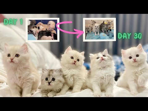 Kitten Time Lapse: Day 1 to Day 30. Watch these kittens open their eyes for the first time!