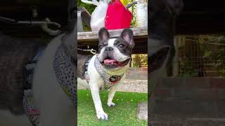 暑い日の休憩は木陰へ🐶#shorts　　　　　　　　　　　　　　　　　　　　　　　　　 "Take a break on a hot day in the shade 🐶”