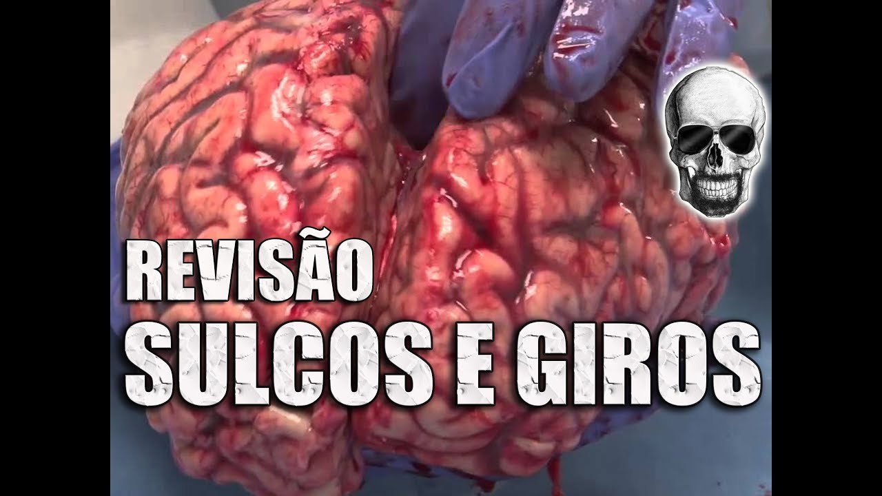 Cérebro: Lobos, Giros e Sulcos Cerebrais | Revisão Rápida | Videoaula 165
