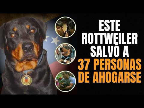 ORIÓN EL HÉROE CANINO QUE SALVÓ 37 VIDAS EN VENEZUELA 🐶🇻🇪