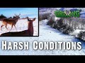 How Deer Survived After The Recent Unusual Cold And Snow Feb 2021 608