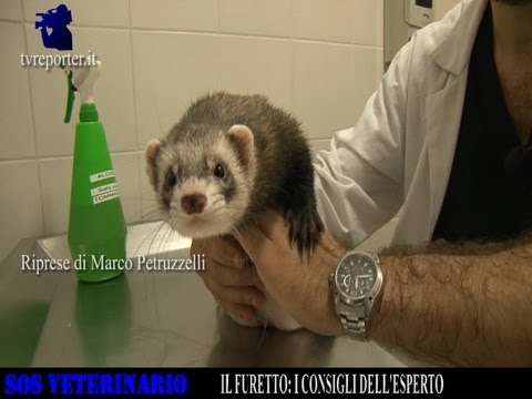 Squat anca dolorante Norme arco delle articolazioni dellanca in raggi X