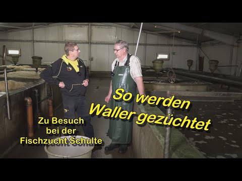 So werden Waller gezüchtet