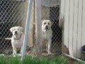 DVD PET VIDEO