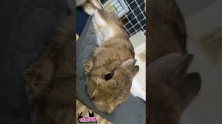 おなか🐇