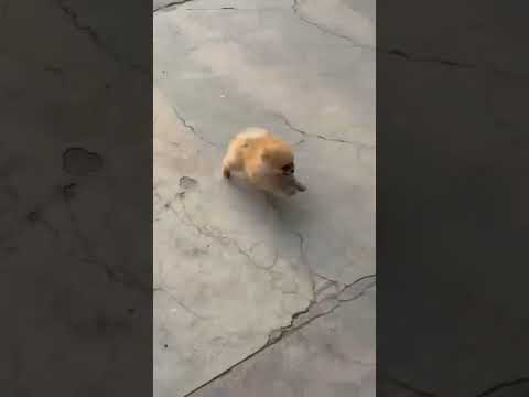 smart.cute, beuty dog 🐶🐕#trendingshorts #cutepets #puppy