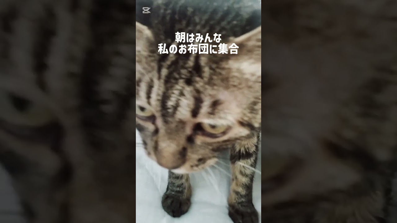 保護した大切な仲間たち　#エミチヤンアニマル my rescued lovely animals family　#daily_life_of_cat_and_crow 　#猫　#ハト