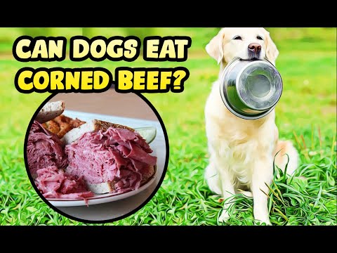 Can Dogs Eat Corned Beef