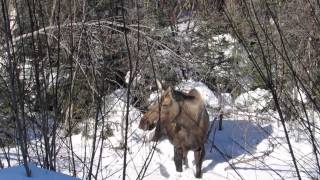 preview picture of video 'Moose on Chena Hot Springs Road'