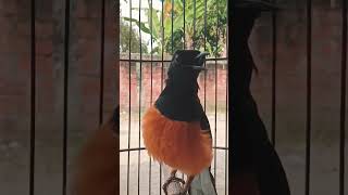 Download lagu murai batu Borneo gacor dor #muraibatuserif mp3 Download lagu murai batu Borneo gacor dor #muraibatuserif mp3