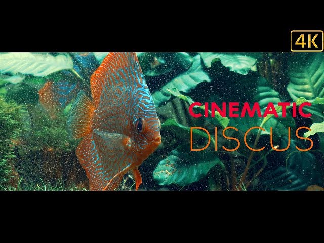 Discus Fish | Aquarium | Cinematic
