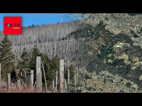 Der Harz stirbt vor unseren Augen - es braucht 100 Millionen Bäume
