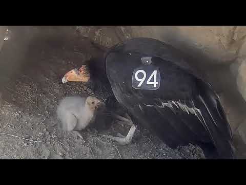 Female Condor and her chick         17 37 51  5 2 21