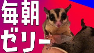 フクロモモンガに毎朝ゼリーをあげるとこうなります