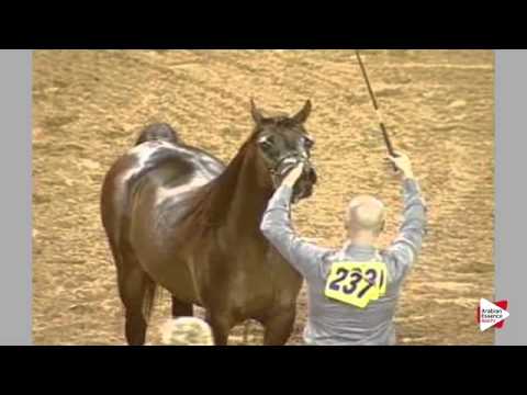 N.237 ZOTHAR - Ajman 2016 - Stallions 4 years old (Class 10)