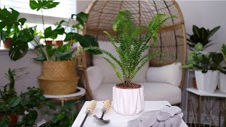 Boston Fern (Nephrolepis Exaltata) Care And Growing Guide