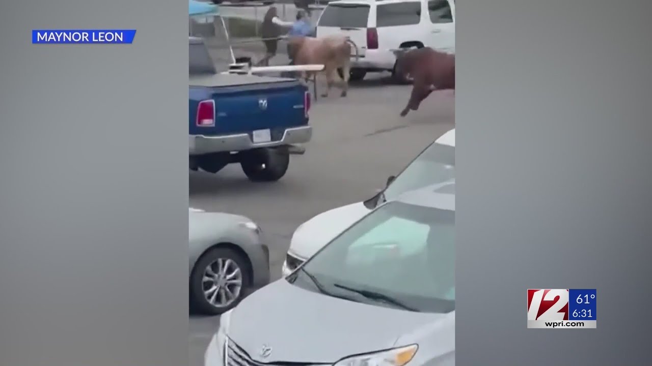 7 loose bulls from rodeo found in Attleboro