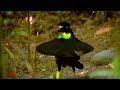 Bird Of Paradise: Appearances COUNT! | Animal Attraction | BBC Earth