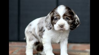 Video preview image #1 Cocker Spaniel Puppy For Sale in NARVON, PA, USA