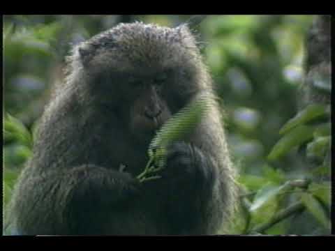 The Society of Japanese Macaques