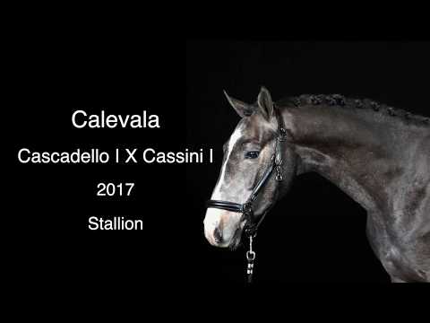 Calevala: Cascadello I x Cassini I