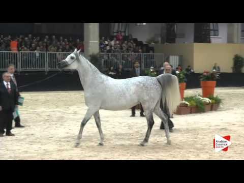 N.192 PARMANA - Verona 2015 - Mares 7-9 years old (Class 8)