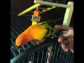 TALK BIRDY TO ME 🐤 With: Maverick the Parrot