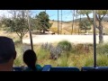 Safari Park Buffalo