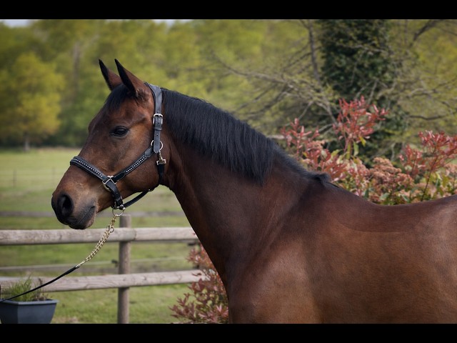 Hongre - Hanovrien - 9 ans - Dressage - PSG - France