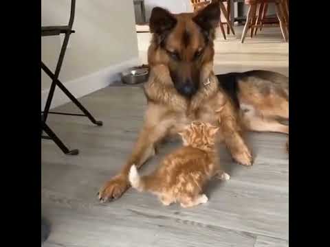shepherd dog getting tapped by lil red kitty to Smashing Sebastian - Bow Wow Wow #shorts