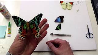 Butterfly & Moth Wing Repair 101