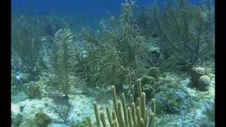 Ataraxia - Agharti.wmv