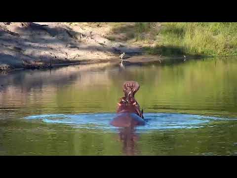 Djuma: Hippo enjoying the dam but also keeping eye on Crocodile - 17:20 - 02/26/20