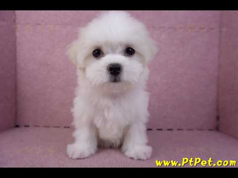 09/21馬爾濟斯母幼犬