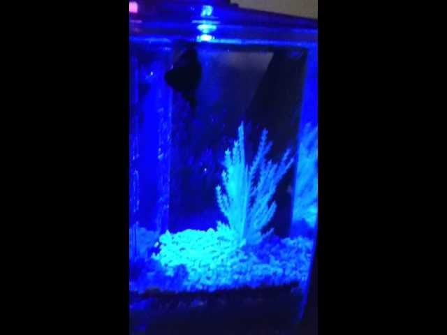 Cool Betta fish tank