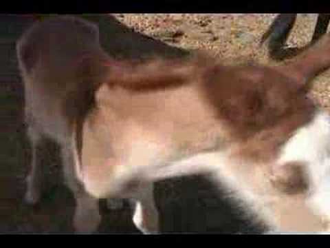 Windigos Crimson Warlock- Prides Magic Masterpiece colt 2008