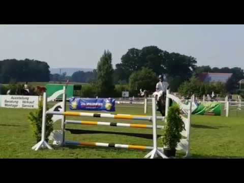 Gelding by Cador - Sosath