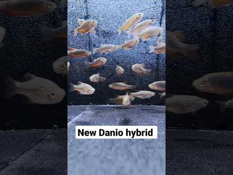 【Tank Display】New Danio hybrid speceis #shorts #fish #nanotank #aquarium #Danio #tetra