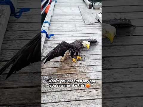 This eagle does NOT miss 🦅💀#eagle #wildlife #nature #predator #hunting #fyp #funny #foryou