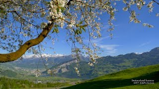 4K Mountain Bloom Steinerberg Schwyz SWITZERLAND  花見 アルプス山脈