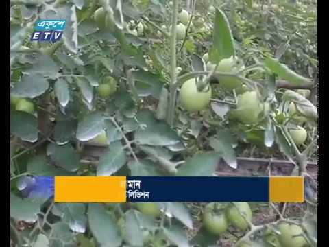 বনবেগুনের সাথে গ্রাফটিং পদ্ধতিতে টমেটো চাষ