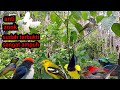 Mp3 Suara Pikat Burung Ribut Paling Sadis Andalan Kang Pikat