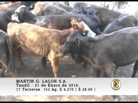 21-01-16 Venta de Hembras - Martin G. Lalor S.A. - Tandil.