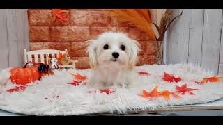 ハーフ犬の動画02