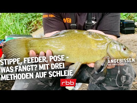 Stippe, Feeder, Pose - Was fängt? Mit drei Methoden auf Schleie | Angebissen #57