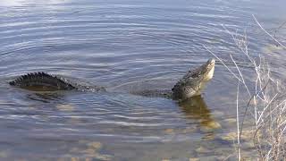 alligator mating call during breeding season