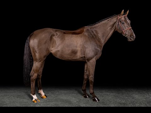 Dacaron // Dominator Z x Fighting Alpha 3 // 7y // Main Video