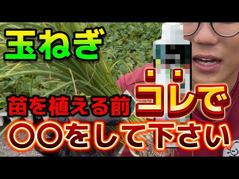 玉ねぎの隣に植える花はどれですか?タマネギのウジ虫を防ぐ植物を発見する  庭園