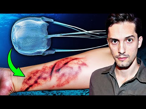 Hoch-Giftige Würfelquallen in Europa? Biologe klärt auf